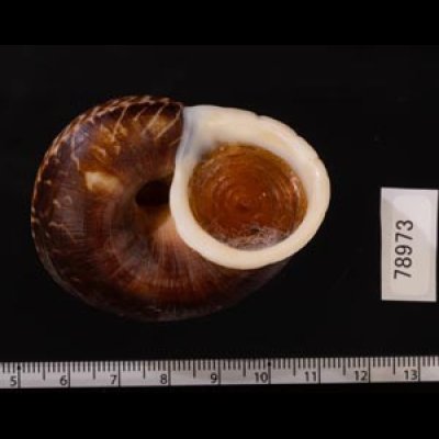 スマトラトラフマイマイ （仮称） Cyclophorus rafflesi eximiusfig.3