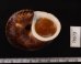 スマトラトラフマイマイ （仮称） Cyclophorus rafflesi eximiusfig.3