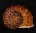 スマトラトラフマイマイ （仮称）