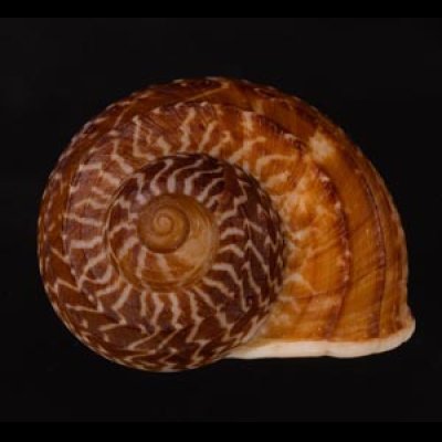 スマトラトラフマイマイ （仮称） Cyclophorus rafflesi eximiusfig.1