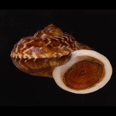 スマトラトラフマイマイ （仮称） Cyclophorus rafflesi eximiusfig.2