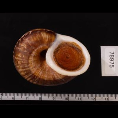 スマトラトラフマイマイ （仮称） Cyclophorus rafflesi eximiusfig.3
