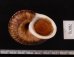スマトラトラフマイマイ （仮称） Cyclophorus rafflesi eximiusfig.3