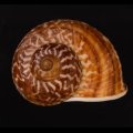 スマトラトラフマイマイ （仮称）