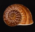 スマトラトラフマイマイ （仮称）