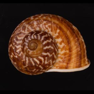 スマトラトラフマイマイ （仮称） Cyclophorus rafflesi eximiusfig.1