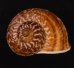 スマトラトラフマイマイ （仮称） Cyclophorus rafflesi eximiusfig.1