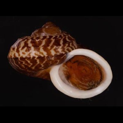 スマトラトラフマイマイ （仮称） Cyclophorus rafflesi eximiusfig.2