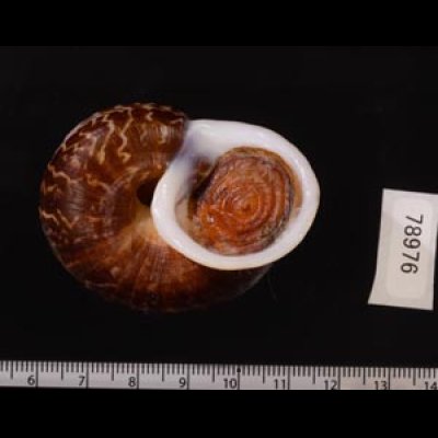 スマトラトラフマイマイ （仮称） Cyclophorus rafflesi eximiusfig.3