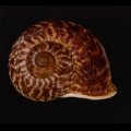 スマトラトラフマイマイ （仮称）