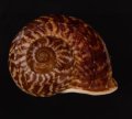 スマトラトラフマイマイ （仮称）