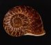 スマトラトラフマイマイ （仮称） Cyclophorus rafflesi eximiusfig.1