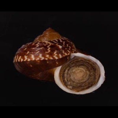 スマトラトラフマイマイ （仮称） Cyclophorus rafflesi eximiusfig.2