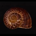 スマトラトラフマイマイ （仮称）