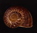 スマトラトラフマイマイ （仮称）