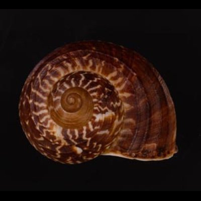 スマトラトラフマイマイ （仮称） Cyclophorus rafflesi eximiusfig.1