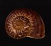 スマトラトラフマイマイ （仮称） Cyclophorus rafflesi eximiusfig.1