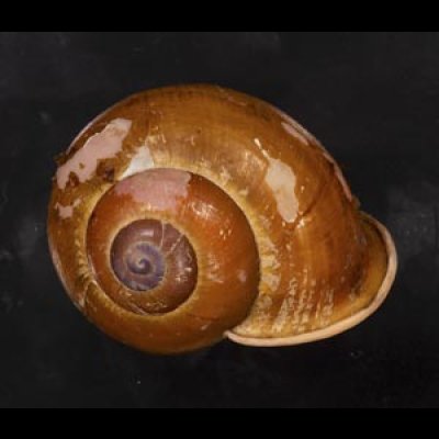 画像1: アカネマイマイ (レンガ色)