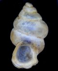 Diplommatina tardigrada ブラスタギヒダリマキゴマガイ (仮称)