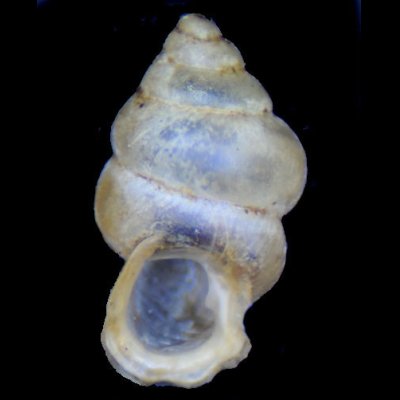 ブラスタギヒダリマキゴマガイ (仮称) Diplommatina tardigradafig.1