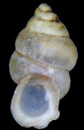 Diplommatina tardigrada ブラスタギヒダリマキゴマガイ (仮称)