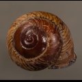 Calocochlia carbonaria マダラカスリマイマイ