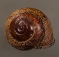 Calocochlia carbonaria マダラカスリマイマイ