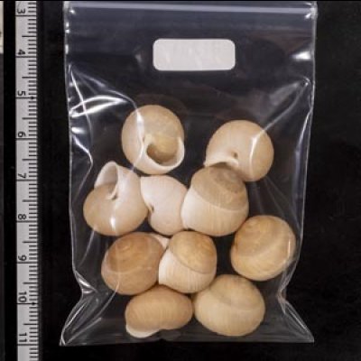 画像2: タマゴヤマタカマイマイ