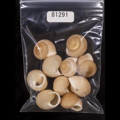 画像1: タマゴヤマタカマイマイ