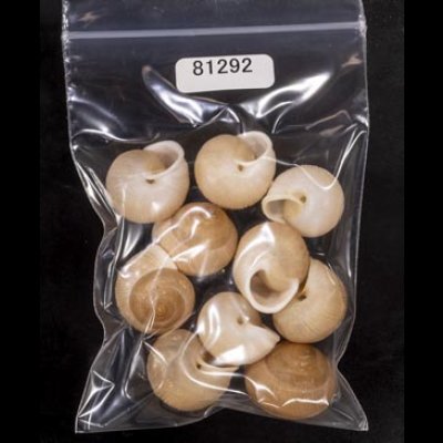 画像1: タマゴヤマタカマイマイ