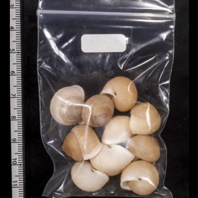 画像2: タマゴヤマタカマイマイ