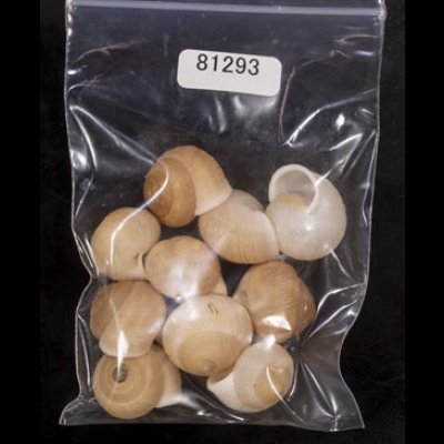 画像1: タマゴヤマタカマイマイ