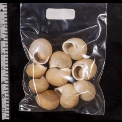 画像2: タマゴヤマタカマイマイ