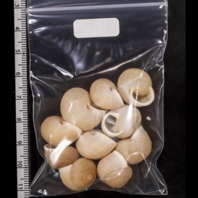 画像2: タマゴヤマタカマイマイ