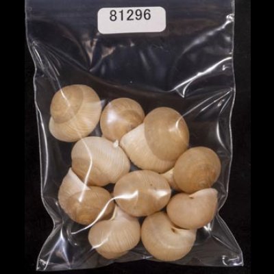 画像1: タマゴヤマタカマイマイ