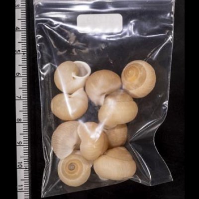 画像2: タマゴヤマタカマイマイ