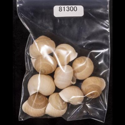 画像1: タマゴヤマタカマイマイ