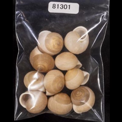 画像1: タマゴヤマタカマイマイ