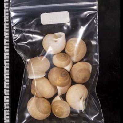 画像2: タマゴヤマタカマイマイ