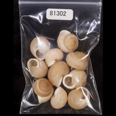 画像1: タマゴヤマタカマイマイ