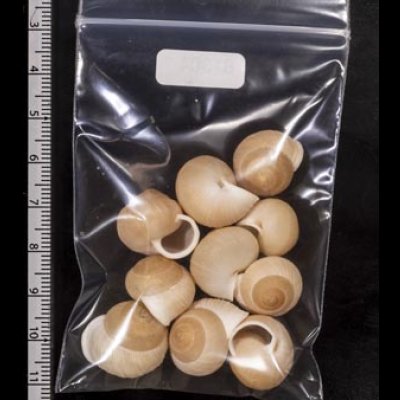 画像2: タマゴヤマタカマイマイ