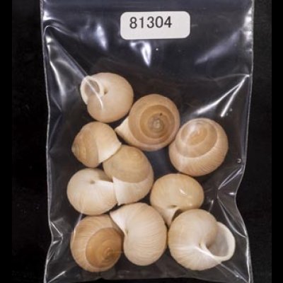 画像1: タマゴヤマタカマイマイ