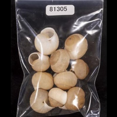 画像1: タマゴヤマタカマイマイ