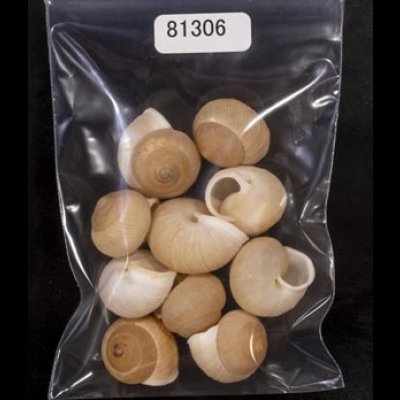 画像1: タマゴヤマタカマイマイ