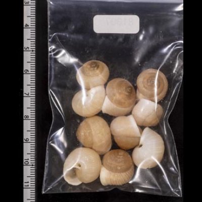 画像2: タマゴヤマタカマイマイ