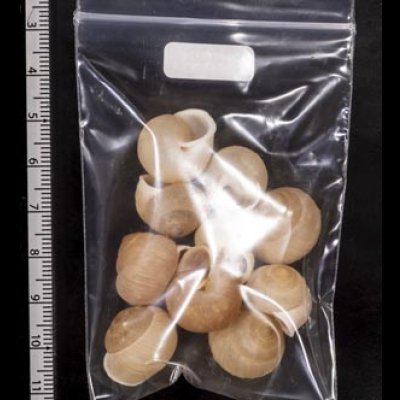 画像2: タマゴヤマタカマイマイ