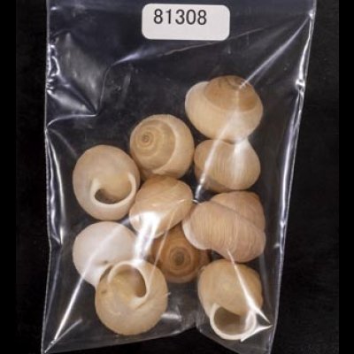 画像1: タマゴヤマタカマイマイ