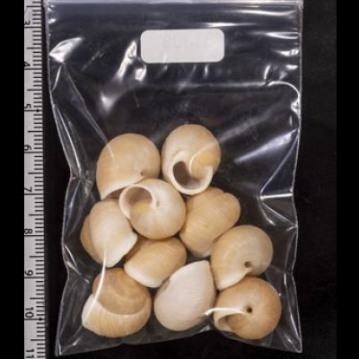 画像2: タマゴヤマタカマイマイ