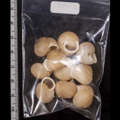 画像2: タマゴヤマタカマイマイ