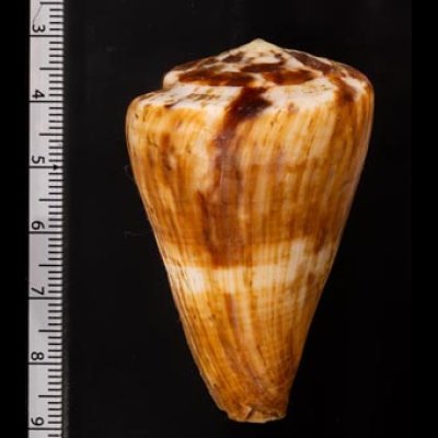 カバミナシ Conus vexillumfig.2